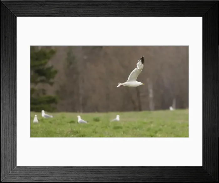 Framed Print : Herring Gull in flight over a rural field in spring rain in Ontario Canada Framed Print : Herring Gull in flight over a rural field in spring rain in Ontario Canada