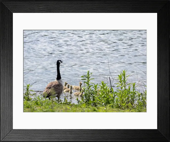 Framed Print : Canada Goose, Branta canadensis, and goslings at Carsington Water, Derbyshire Framed Print : Canada Goose, Branta canadensis, and goslings at Carsington Water, Derbyshire