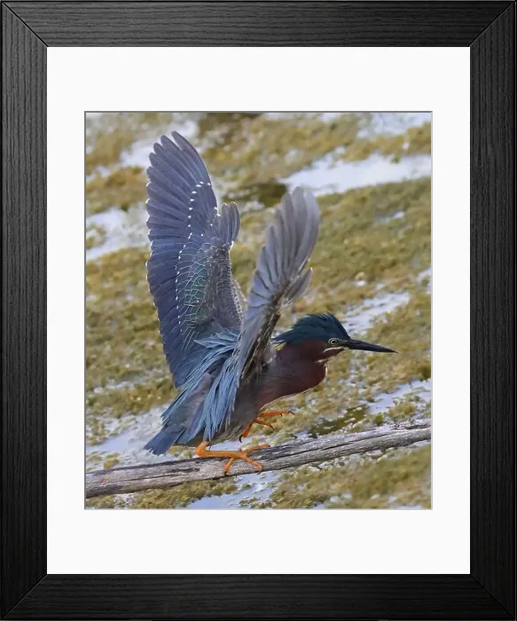 Framed Print : Green Heron flying over the swamp in the forest, Canada Framed Print : Green Heron flying over the swamp in the forest, Canada