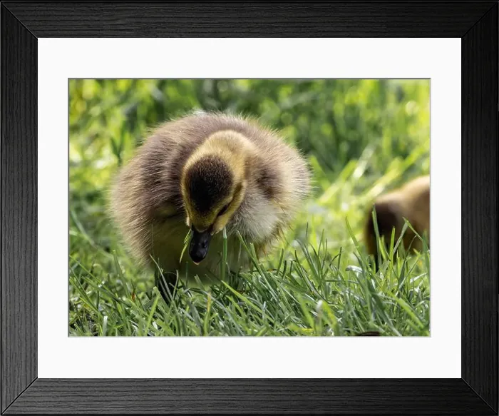 Framed Print : A closeup shot of a gosling pecking in a green grassy meadow