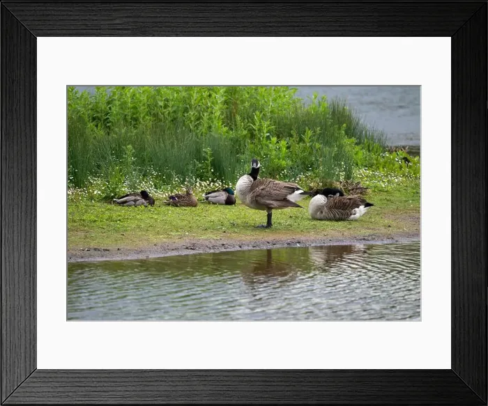 Framed Print : Small mixed flock of waterfowl beside a pool Framed Print : Small mixed flock of waterfowl beside a pool