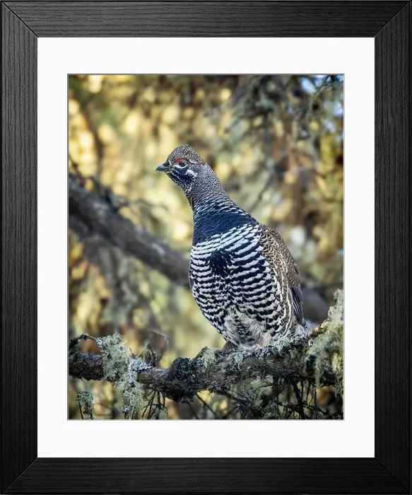 Framed Print : A Spruce Grouse, also known as Canada Grouse Framed Print : A Spruce Grouse, also known as Canada Grouse
