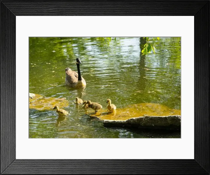 Framed Print : geese with goslings Canada goose swimming on lake Framed Print : geese with goslings Canada goose swimming on lake