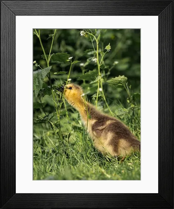 Framed Print : A closeup shot of a gosling pecking in a green grassy meadow