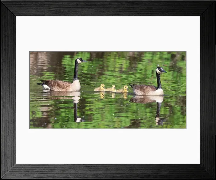Framed Print : Canada goose mother, father and babies floating on the lake, Laval, Canada Framed Print : Canada goose mother, father and babies floating on the lake, Laval, Canada