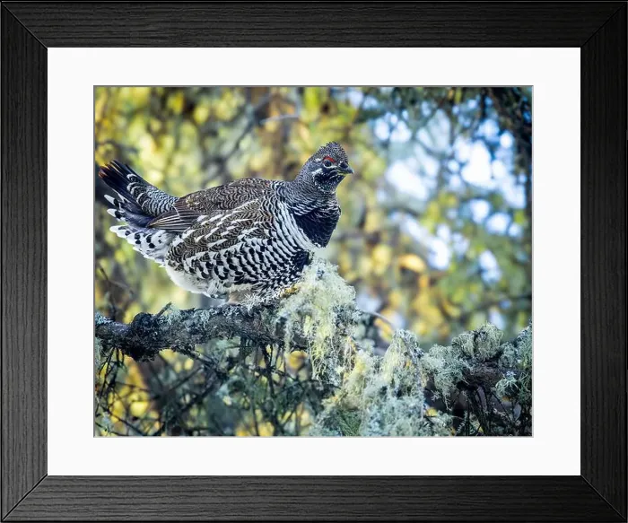 Framed Print : A Spruce Grouse, also known as Canada Grouse Framed Print : A Spruce Grouse, also known as Canada Grouse
