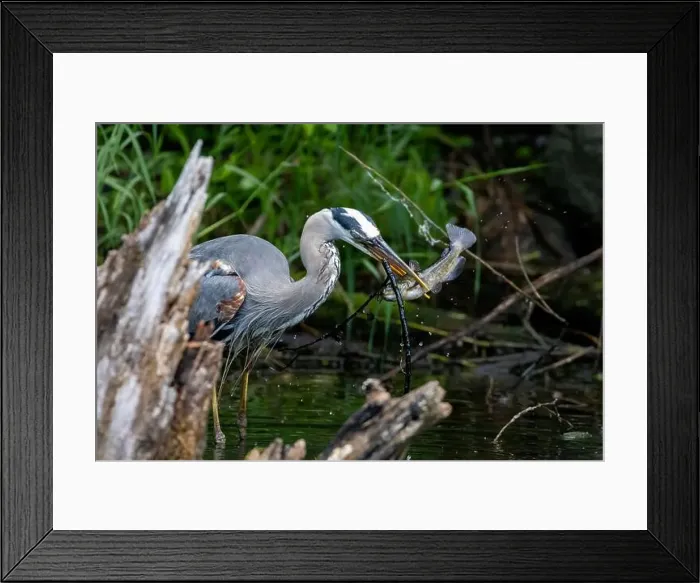 Framed Print : Red-winged Blackbird attacking Great Blue Heron Framed Print : Red-winged Blackbird attacking Great Blue Heron