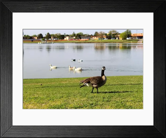 Framed Print : A Canada Goose stands on the shore in front of a group of swimming ducks Framed Print : A Canada Goose stands on the shore in front of a group of swimming ducks