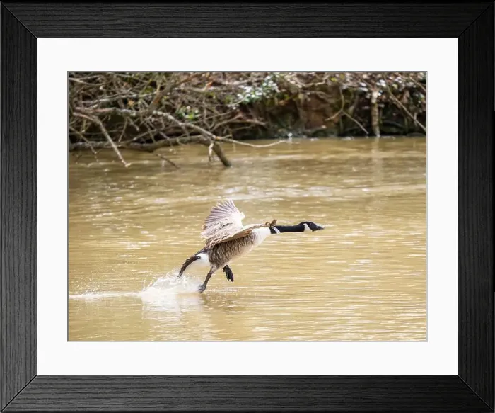 Framed Print : A Canada Goose Landing on a Lake Framed Print : A Canada Goose Landing on a Lake