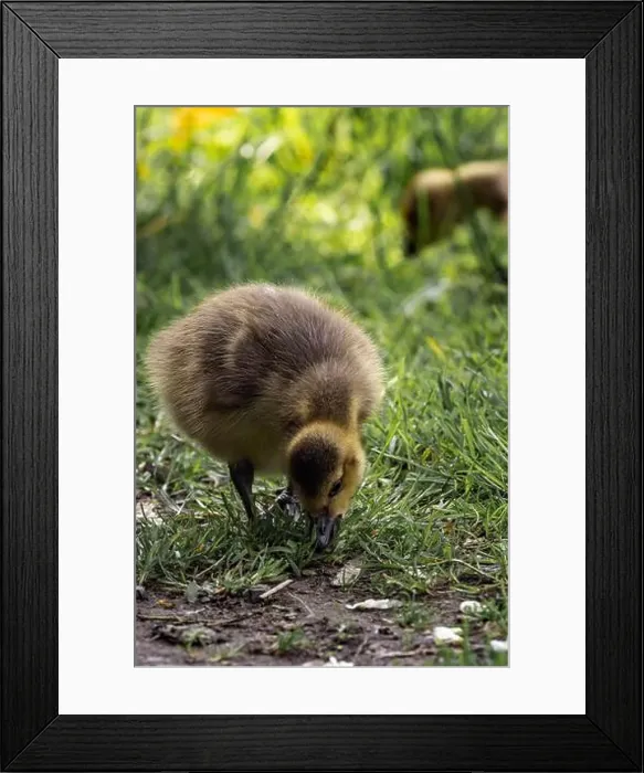 Framed Print : A closeup shot of a gosling pecking in a green grassy meadow