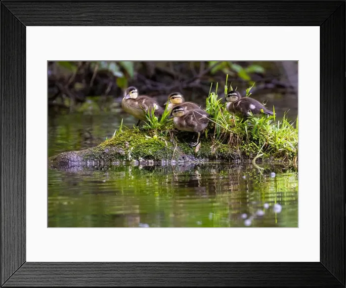 Framed Print : wood duck or Carolina duck (Aix sponsa) with babies Framed Print : wood duck or Carolina duck (Aix sponsa) with babies