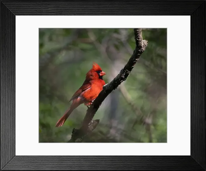 Framed Print : Male Northern Cardinal in dark forest in Ontario Canada Framed Print : Male Northern Cardinal in dark forest in Ontario Canada
