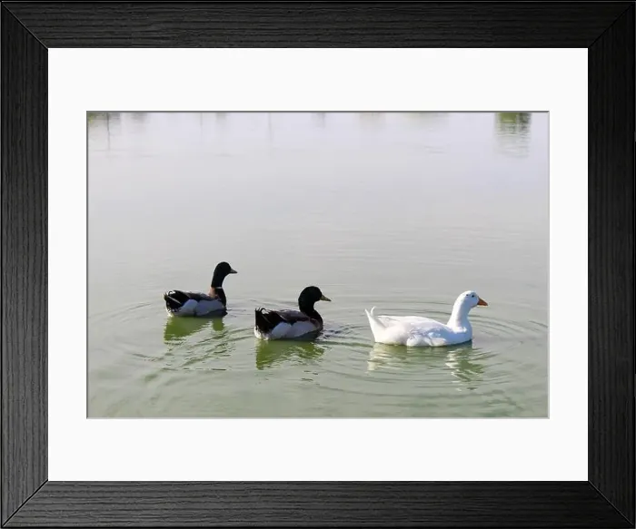 Framed Print : Three ducks swim side-by-side in a lake Framed Print : Three ducks swim side-by-side in a lake