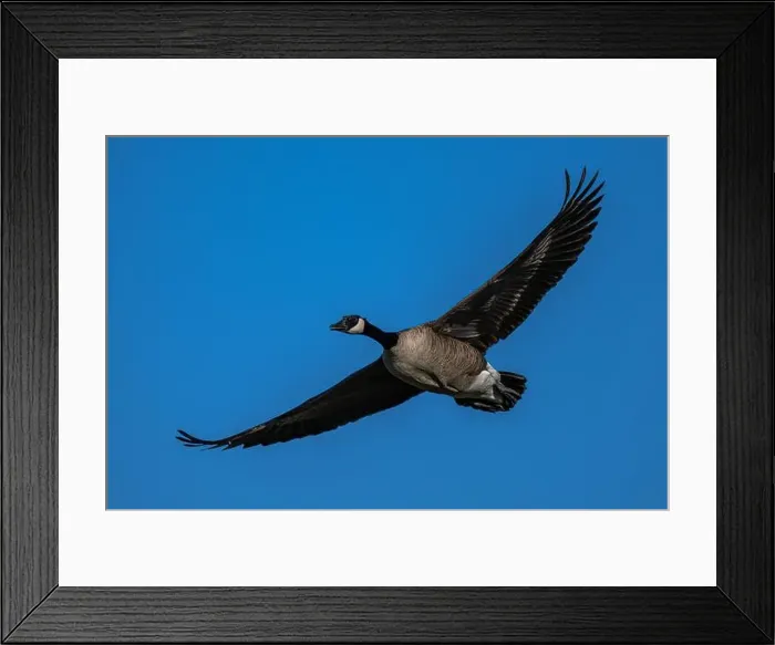 Framed Print : Canada Goose (Branta canadensis) in Flight Framed Print : Canada Goose (Branta canadensis) in Flight