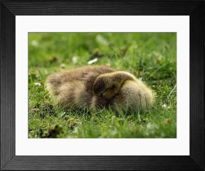 Framed Print : A closeup shot of a gosling napping in a green grassy meadow