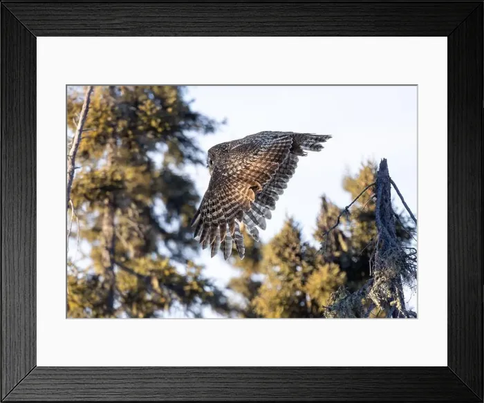 Framed Print : A Great gray owl (Strix nebulosa) on the hunt in the Boreal forest of Northern Saskatchewan, Canada Framed Print : A Great gray owl (Strix nebulosa) on the hunt in the Boreal forest of Northern Saskatchewan, Canada