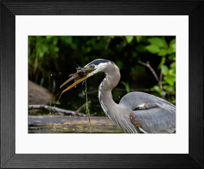 Framed Print : Great blue heron (Ardea herodias) fishing Framed Print : Great blue heron (Ardea herodias) fishing