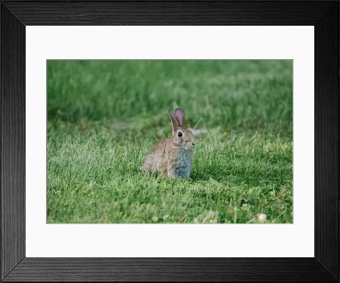 Framed Print : eastern cottontail rabbit Framed Print : eastern cottontail rabbit