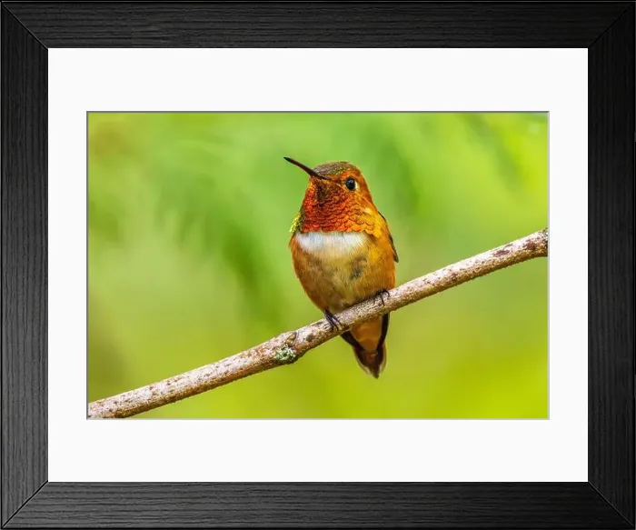 Framed Print : Closeup of a colourful male Rufous Hummingbird (Selasphorus rufus) perched on a branch Framed Print : Closeup of a colourful male Rufous Hummingbird (Selasphorus rufus) perched on a branch