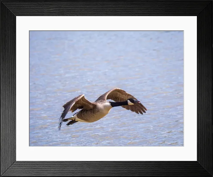 Framed Print : A Canada Goose in Flight Framed Print : A Canada Goose in Flight