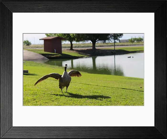Framed Print : A Canada Goose spreads its wings on the shore of a lake Framed Print : A Canada Goose spreads its wings on the shore of a lake