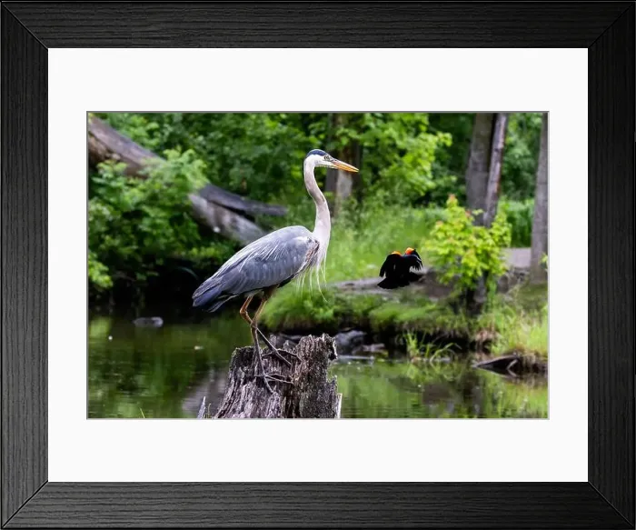 Framed Print : Red-winged Blackbird attacking Great Blue Heron Framed Print : Red-winged Blackbird attacking Great Blue Heron
