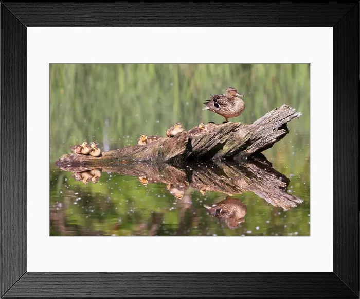 Framed Print : Mallard Duck mother and babies sitting on the tree trunk reflected on the water with green foreground and background Framed Print : Mallard Duck mother and babies sitting on the tree trunk reflected on the water with green foreground and background