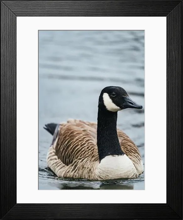 Framed Print : A closeup shot of a Canada goose floating in the water Framed Print : A closeup shot of a Canada goose floating in the water