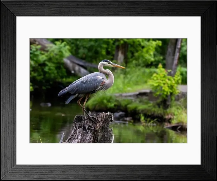 Framed Print : Great blue heron (Ardea herodias) fishing Framed Print : Great blue heron (Ardea herodias) fishing