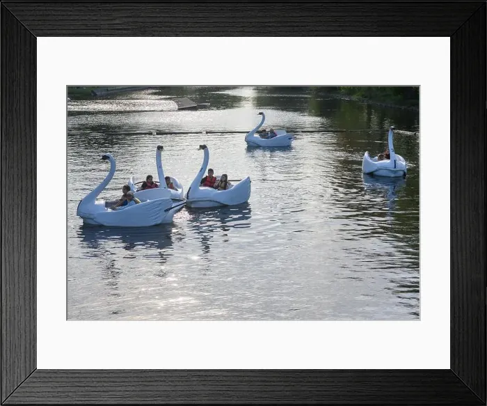 Framed Print : Toronto, ON, Canada - June 4, 2024: People enjoying a swan boat ride in an Amusement park at Centre Island Framed Print : Toronto, ON, Canada - June 4, 2024: People enjoying a swan boat ride in an Amusement park at Centre Island