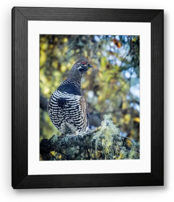 Framed Print : A Spruce Grouse, also known as Canada Grouse