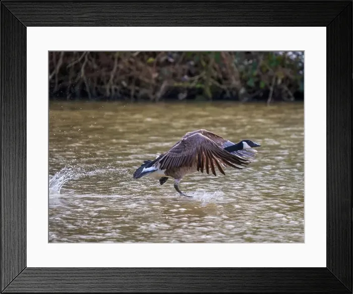 Framed Print : A Canada Goose Landing on a Lake Framed Print : A Canada Goose Landing on a Lake