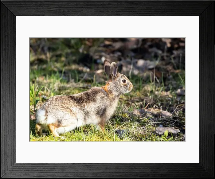 Framed Print : Closeup side profile of a Cottontail rabbit infested with ticks Ontario, Canada Framed Print : Closeup side profile of a Cottontail rabbit infested with ticks Ontario, Canada