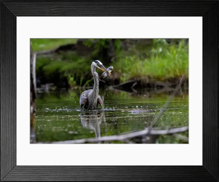 Framed Print : Great blue heron (Ardea herodias) fishing Framed Print : Great blue heron (Ardea herodias) fishing