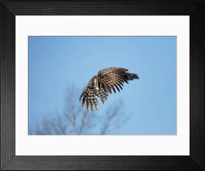 Framed Print : A Great gray owl (Strix nebulosa) on the hunt in the Boreal forest of Northern Saskatchewan, Canada Framed Print : A Great gray owl (Strix nebulosa) on the hunt in the Boreal forest of Northern Saskatchewan, Canada