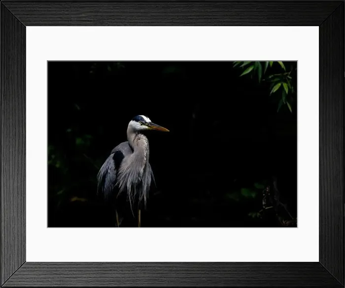 Framed Print : Great blue heron (Ardea herodias) fishing Framed Print : Great blue heron (Ardea herodias) fishing