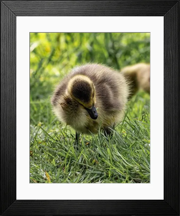 Framed Print : A closeup shot of a gosling pecking in a green grassy meadow Framed Print : A closeup shot of a gosling pecking in a green grassy meadow