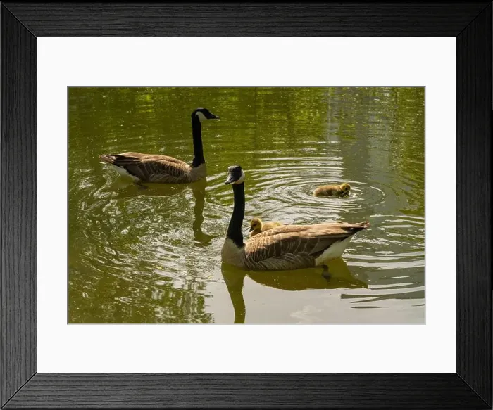 Framed Print : geese with goslings Canada goose swimming on lake Framed Print : geese with goslings Canada goose swimming on lake