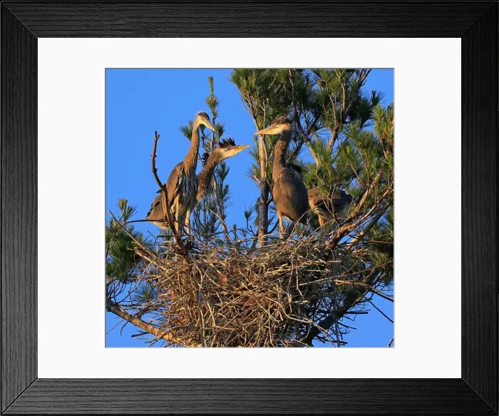 Framed Print : Great Blue Heron babies in the nest, Canada Framed Print : Great Blue Heron babies in the nest, Canada