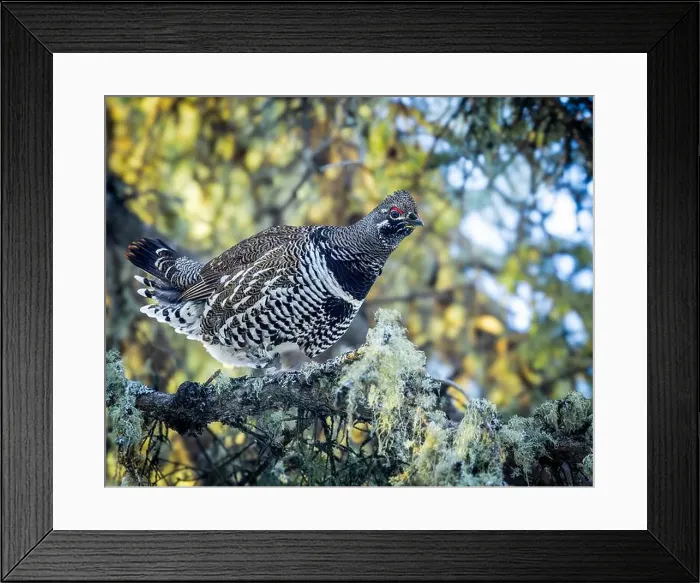 Framed Print : A Spruce Grouse, also known as Canada Grouse Framed Print : A Spruce Grouse, also known as Canada Grouse