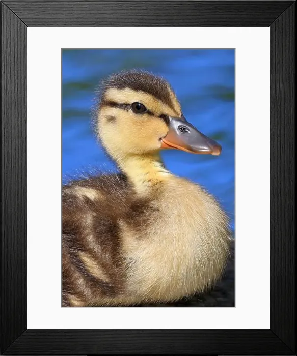 Framed Print : Mallard Duck baby portrait with blue background, Canada Framed Print : Mallard Duck baby portrait with blue background, Canada
