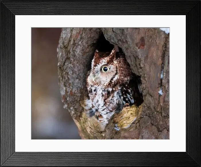 Framed Print : Western Screech Owl looking out of a tree hole Framed Print : Western Screech Owl looking out of a tree hole