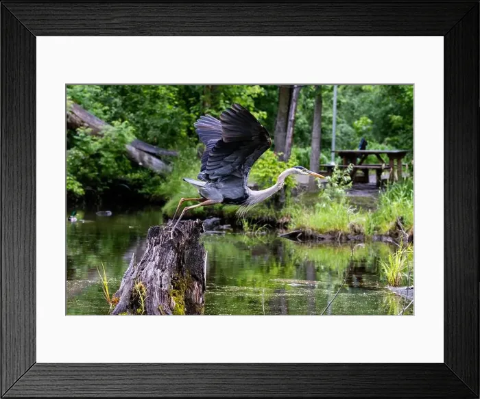 Framed Print : Great blue heron (Ardea herodias) fishing Framed Print : Great blue heron (Ardea herodias) fishing