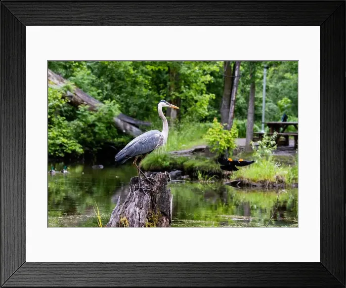 Framed Print : Red-winged Blackbird attacking Great Blue Heron Framed Print : Red-winged Blackbird attacking Great Blue Heron