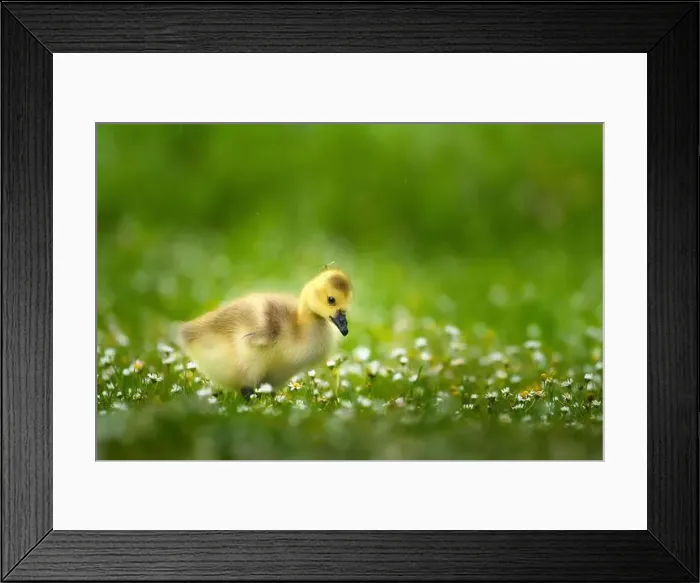 Framed Print : An adorable baby Canadian goose on lush green grass Framed Print : An adorable baby Canadian goose on lush green grass