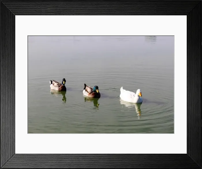 Framed Print : Three ducks swim side-by-side in a lake Framed Print : Three ducks swim side-by-side in a lake