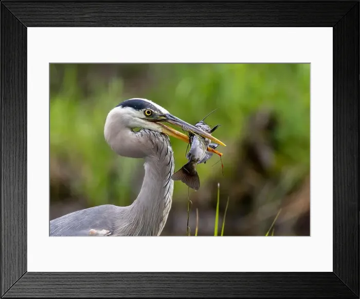 Framed Print : Great blue heron (Ardea herodias) fishing Framed Print : Great blue heron (Ardea herodias) fishing