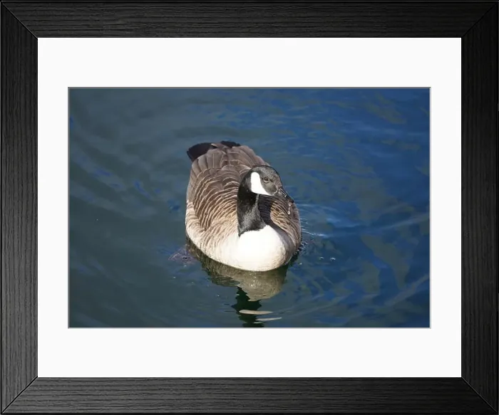 Framed Print : A Canada goose taking a swim in the water of Oere marina Framed Print : A Canada goose taking a swim in the water of Oere marina