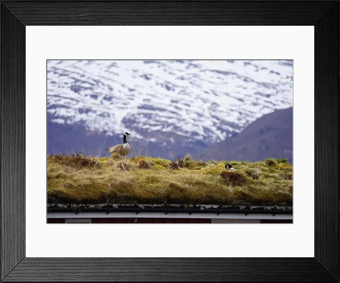 Framed Print : A pair of canada geese on the roof of a house at Oere marina Framed Print : A pair of canada geese on the roof of a house at Oere marina