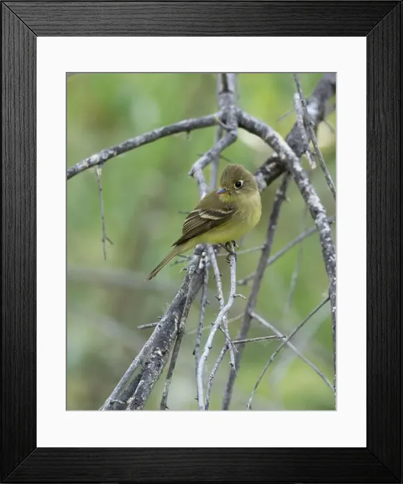 Framed Print : Western or Pacific Slope Flycatcher Framed Print : Western or Pacific Slope Flycatcher